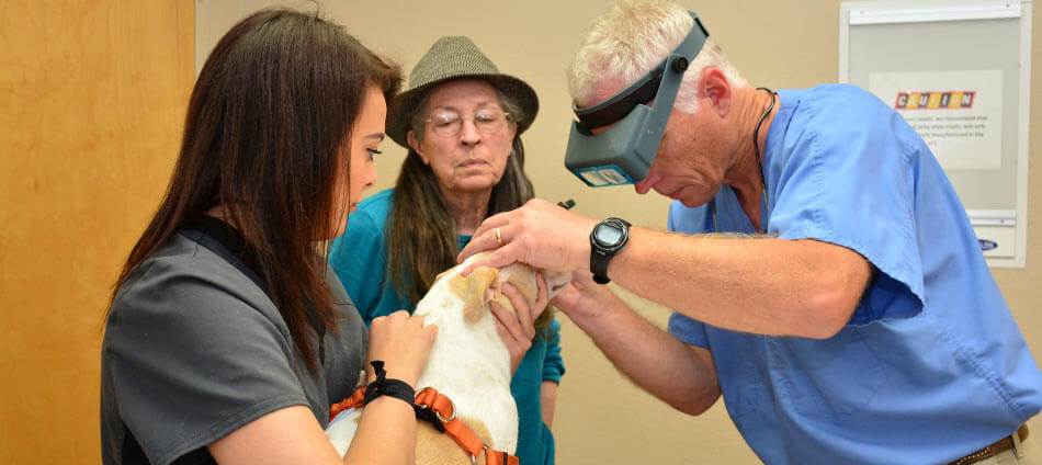 Canine Wellness at Ark Animal Hospital in Millbrook AL