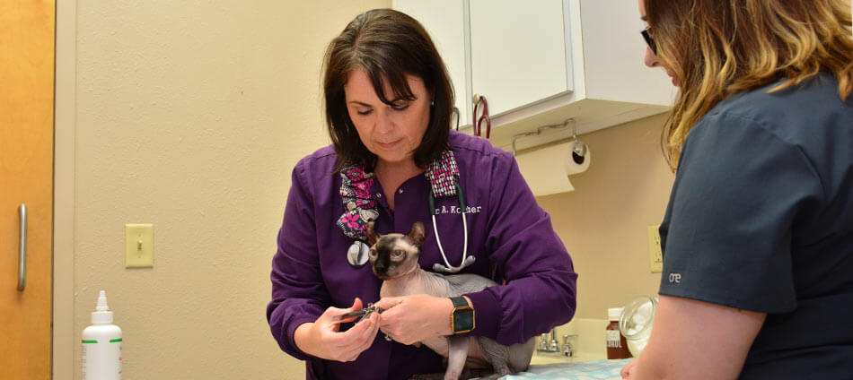 Feline Wellness at Ark Animal Hospital in Millbrook AL