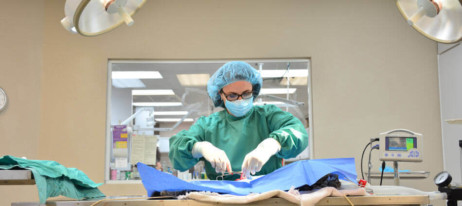 Veterinary Surgery in Millbrook AL