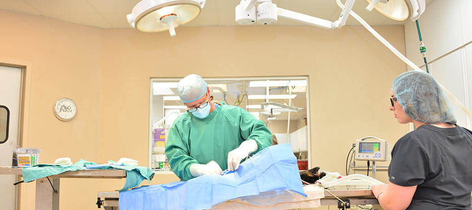 Veterinary Surgery at Ark Animal Hospital