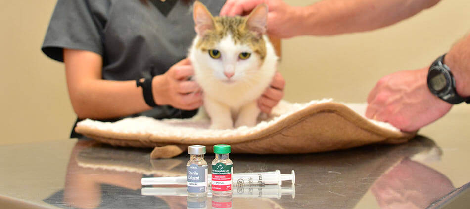 Pet Vaccines at Ark Animal Hospital in Millbrook AL