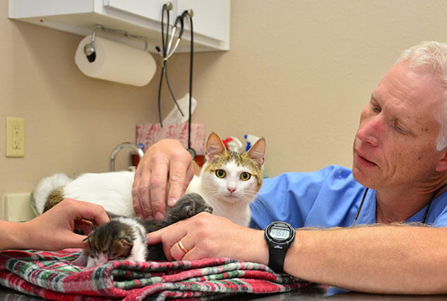 Kitten Veterinary Care