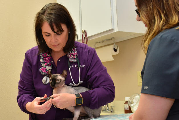 Feline Wellness Care