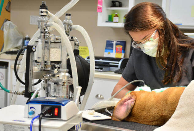 Dental Care For Your Pet