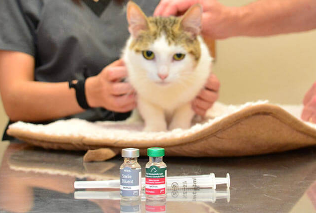 Vaccines for Dogs and Cats